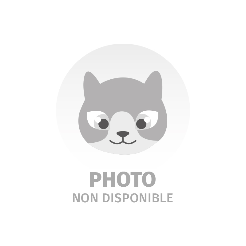 Chats Pitres - Visuel non disponible